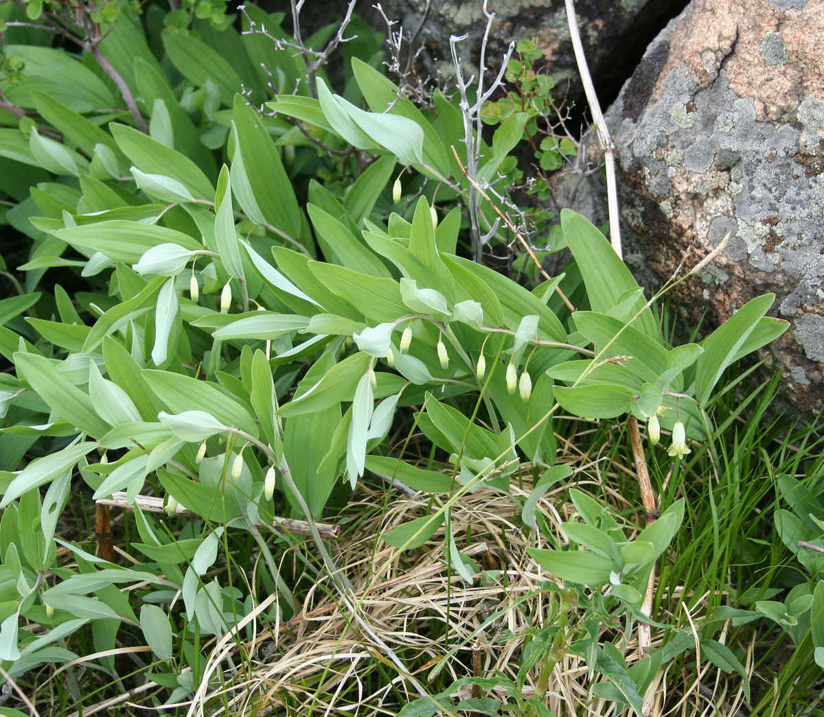 Image of Polygonatum odoratum specimen.