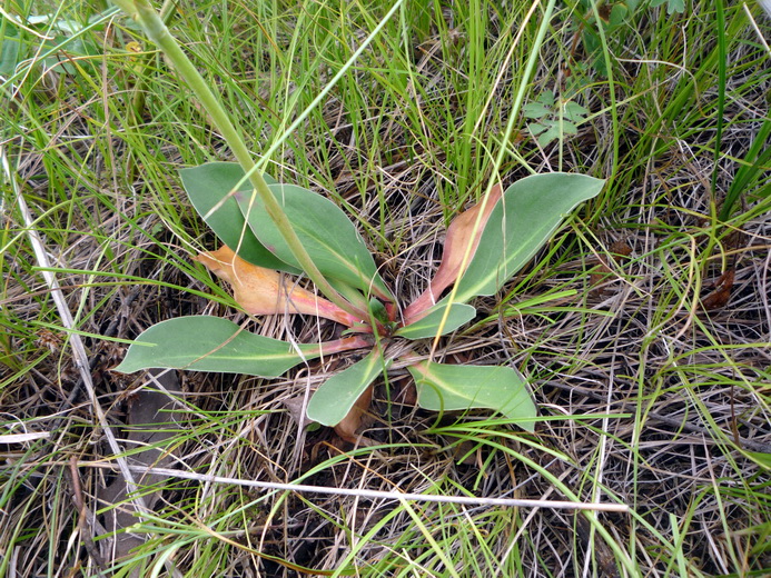 Изображение особи Goniolimon speciosum.