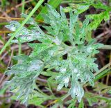 Artemisia absinthium