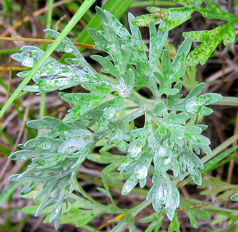 Изображение особи Artemisia absinthium.