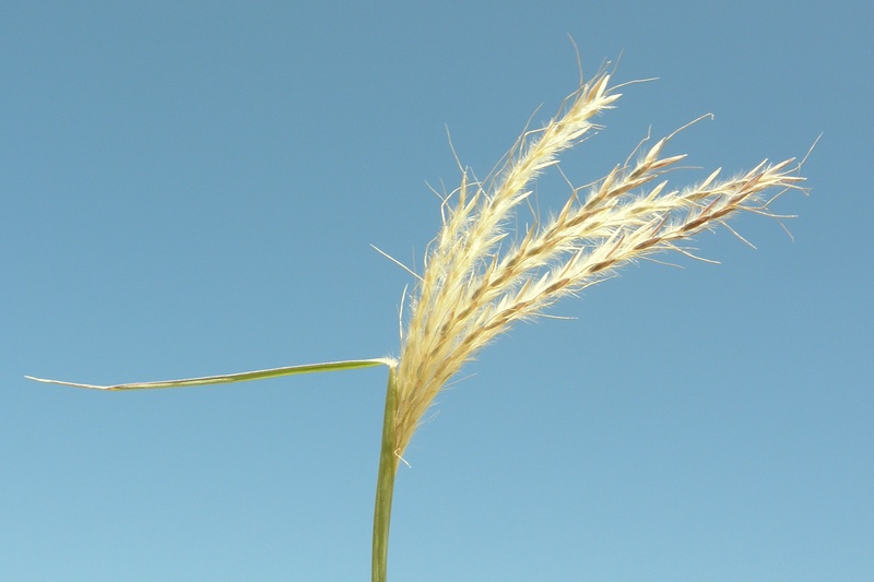 Изображение особи Bothriochloa ischaemum.