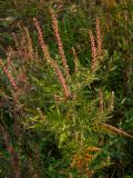 Ambrosia artemisiifolia