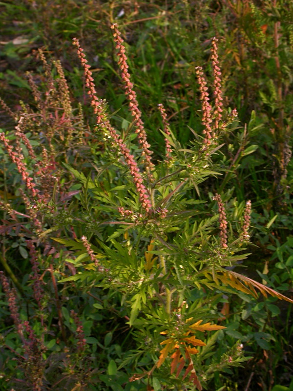 Image of Ambrosia artemisiifolia specimen.