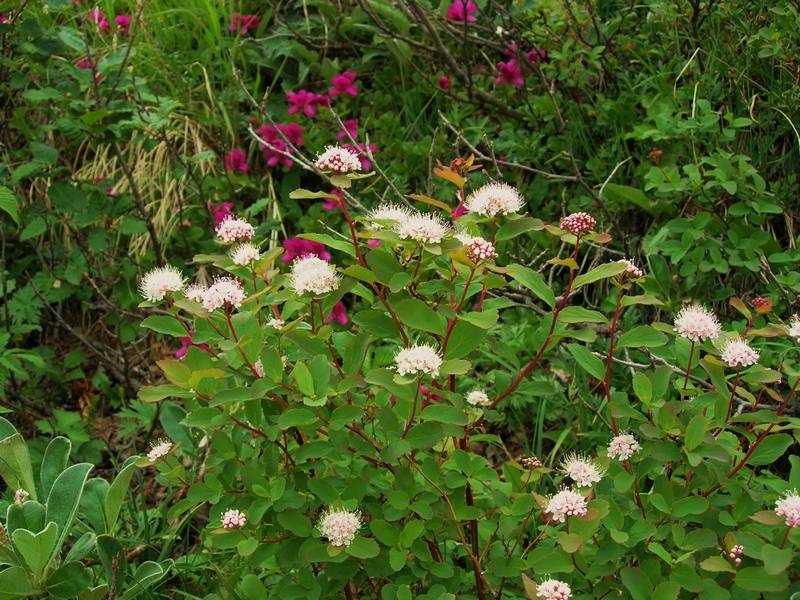 Image of Spiraea beauverdiana specimen.