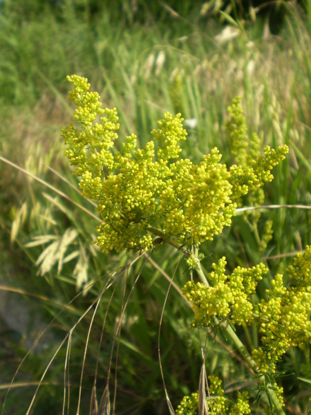 Изображение особи Galium verum.