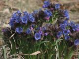 Pulmonaria angustifolia