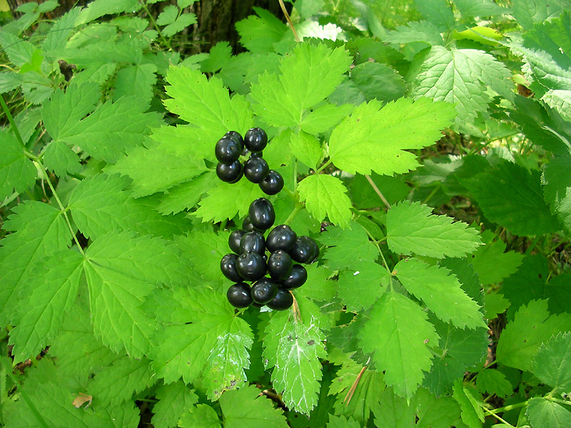 Image of Actaea spicata specimen.