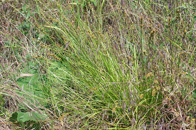 Image of genus Carex specimen.