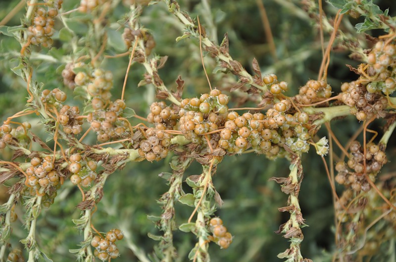 Изображение особи Cuscuta campestris.