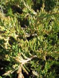 Juniperus sabina