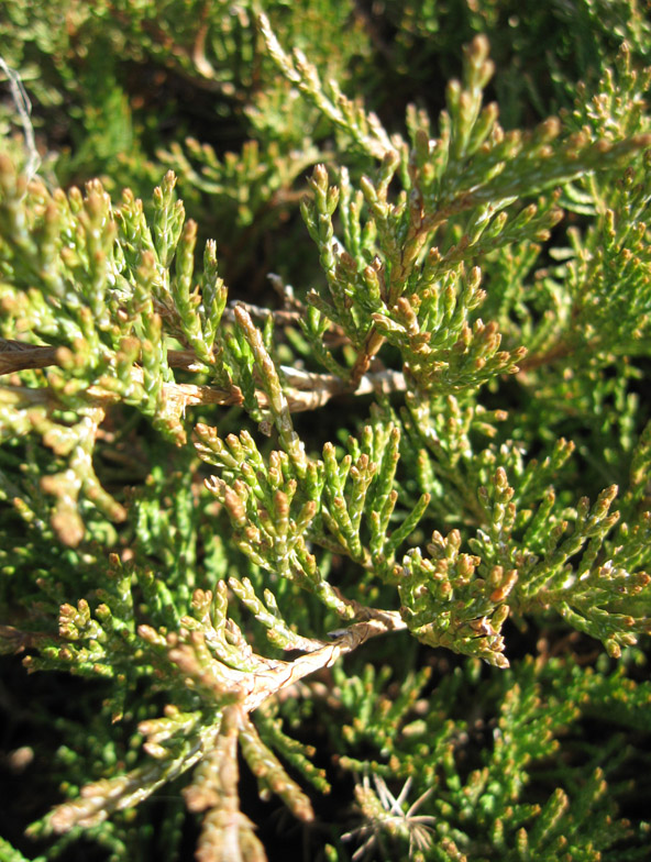 Изображение особи Juniperus sabina.