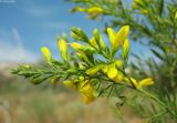 Genista tanaitica