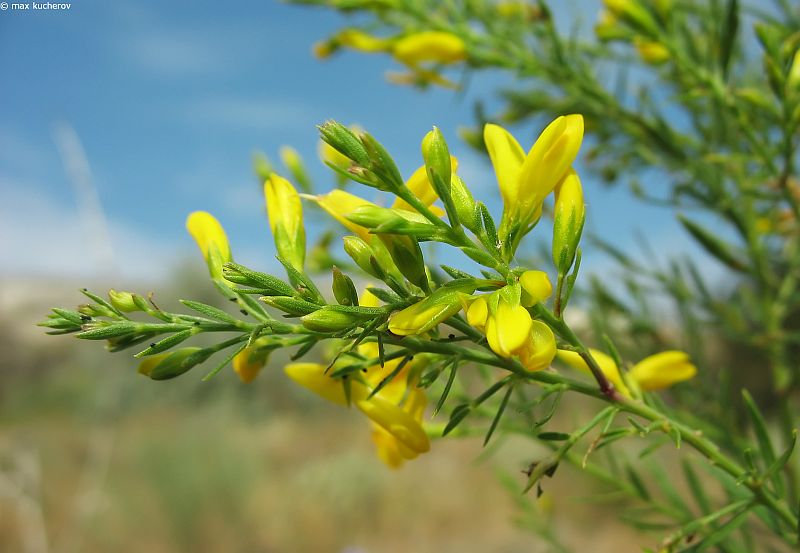 Изображение особи Genista tanaitica.