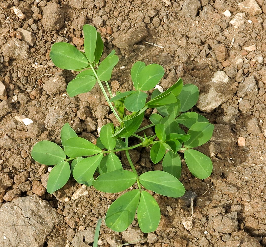 Изображение особи Arachis hypogaea.