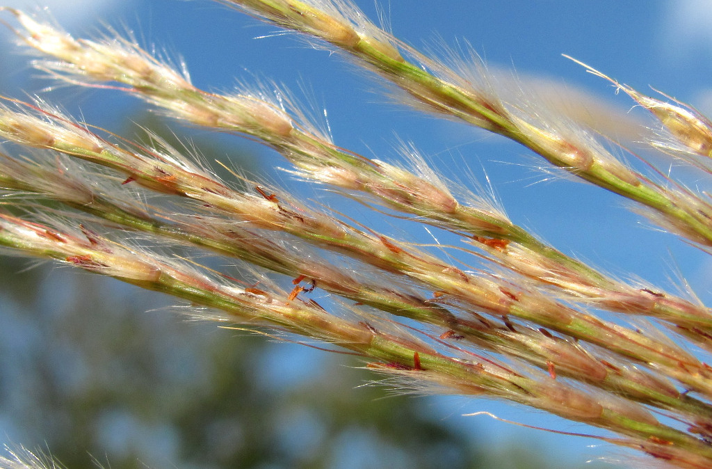 Изображение особи Miscanthus sinensis.