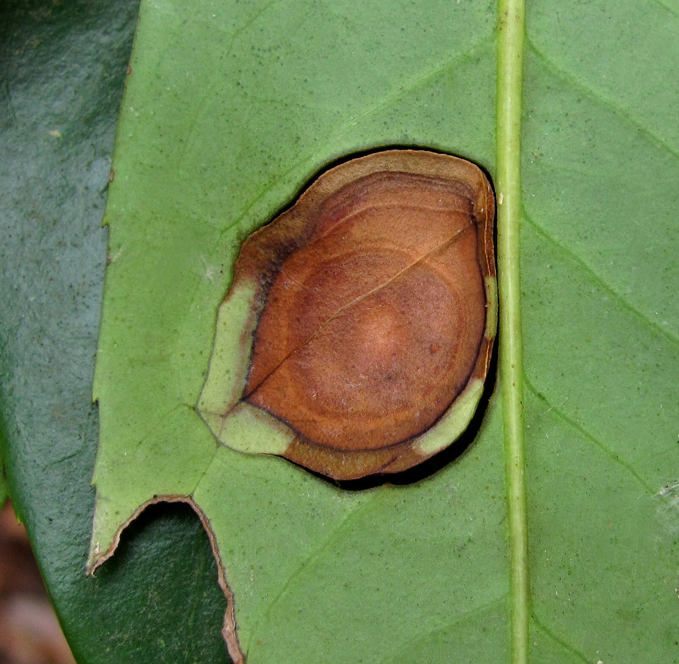 Изображение особи Lauro-cerasus officinalis.