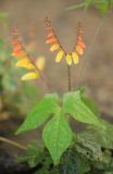 Ipomoea lobata