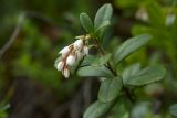 Vaccinium vitis-idaea. Верхушка побега с соцветием. Ленинградская обл., Ломоносовский р-н, окр. дер. Дубки, сосняк. 06.06.2015.