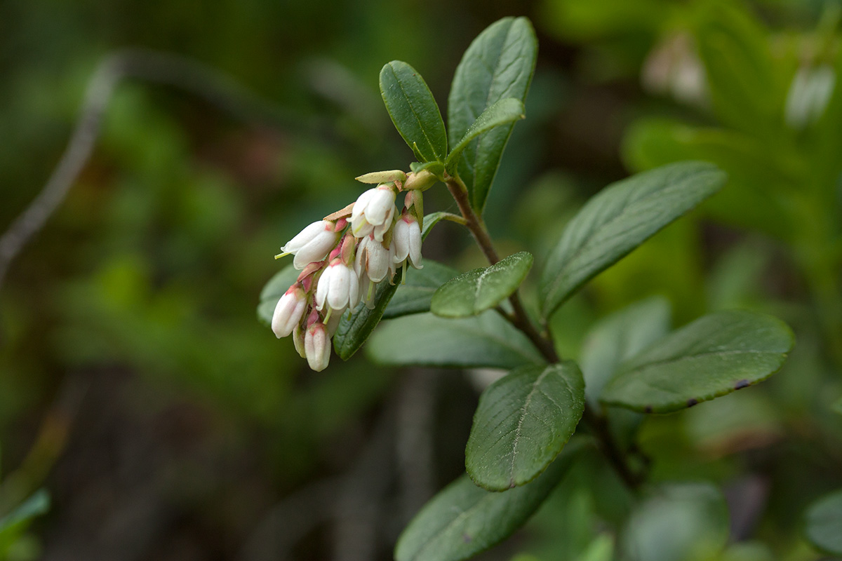 Изображение особи Vaccinium vitis-idaea.