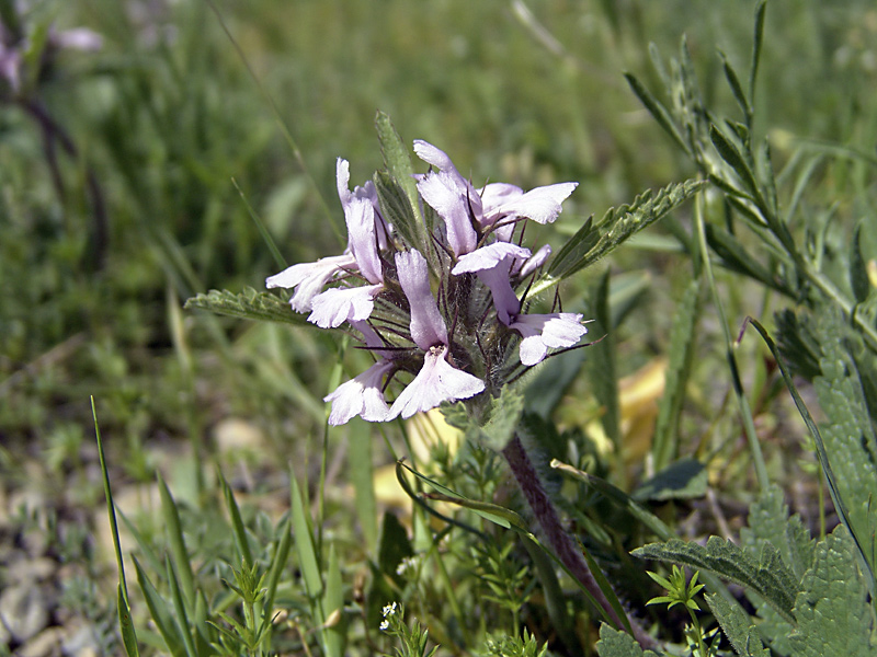 Image of Phlomoides boraldaica specimen.