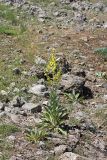 Verbascum songaricum