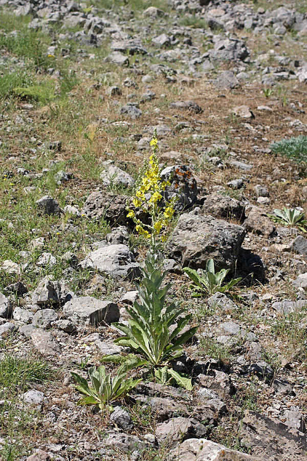 Image of Verbascum songaricum specimen.