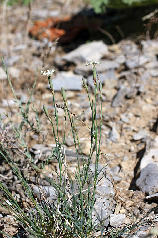 Image of Dianthus angrenicus specimen.