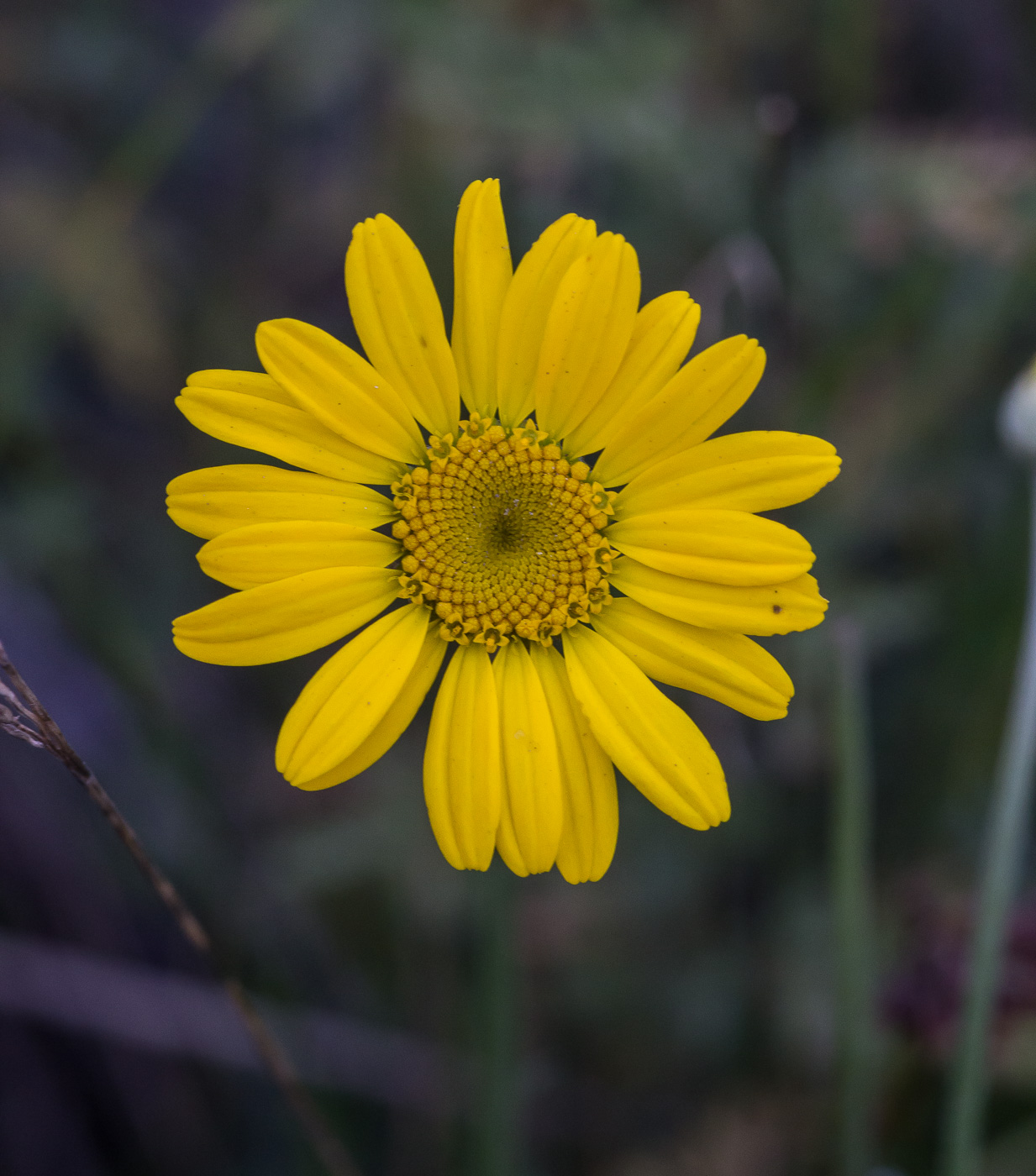Изображение особи Anthemis tinctoria.