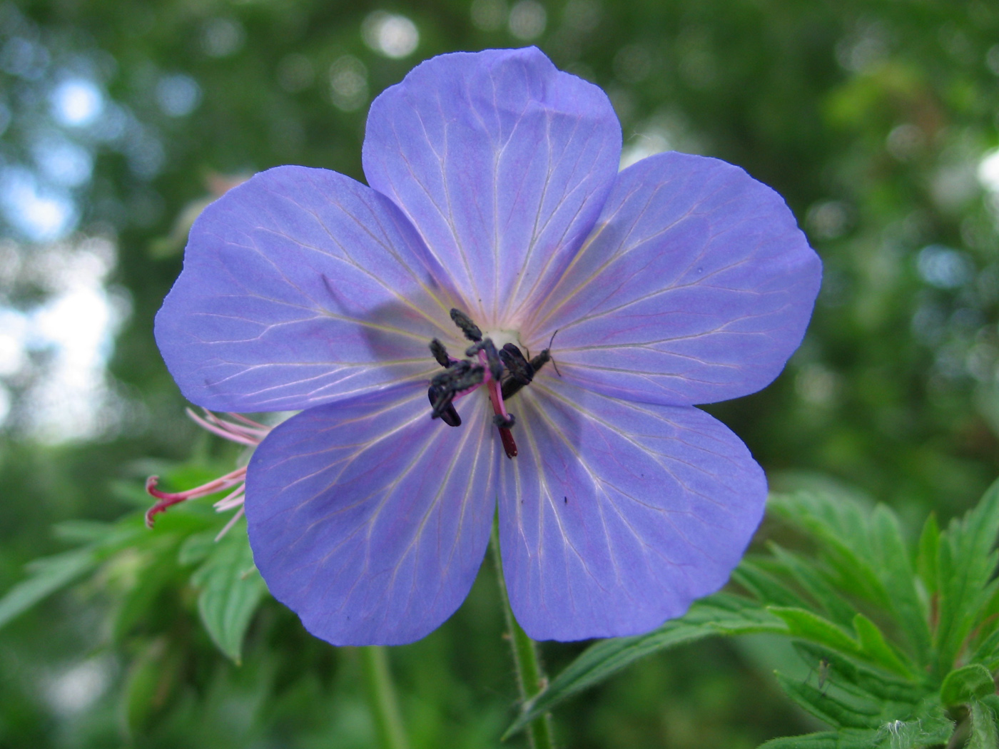 Image of Geranium pratense specimen.