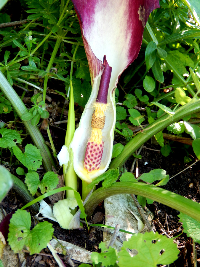 Изображение особи Arum elongatum.