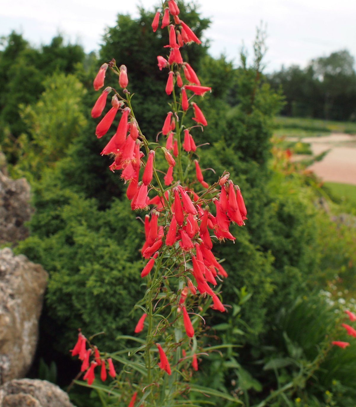 Изображение особи Penstemon barbatus.