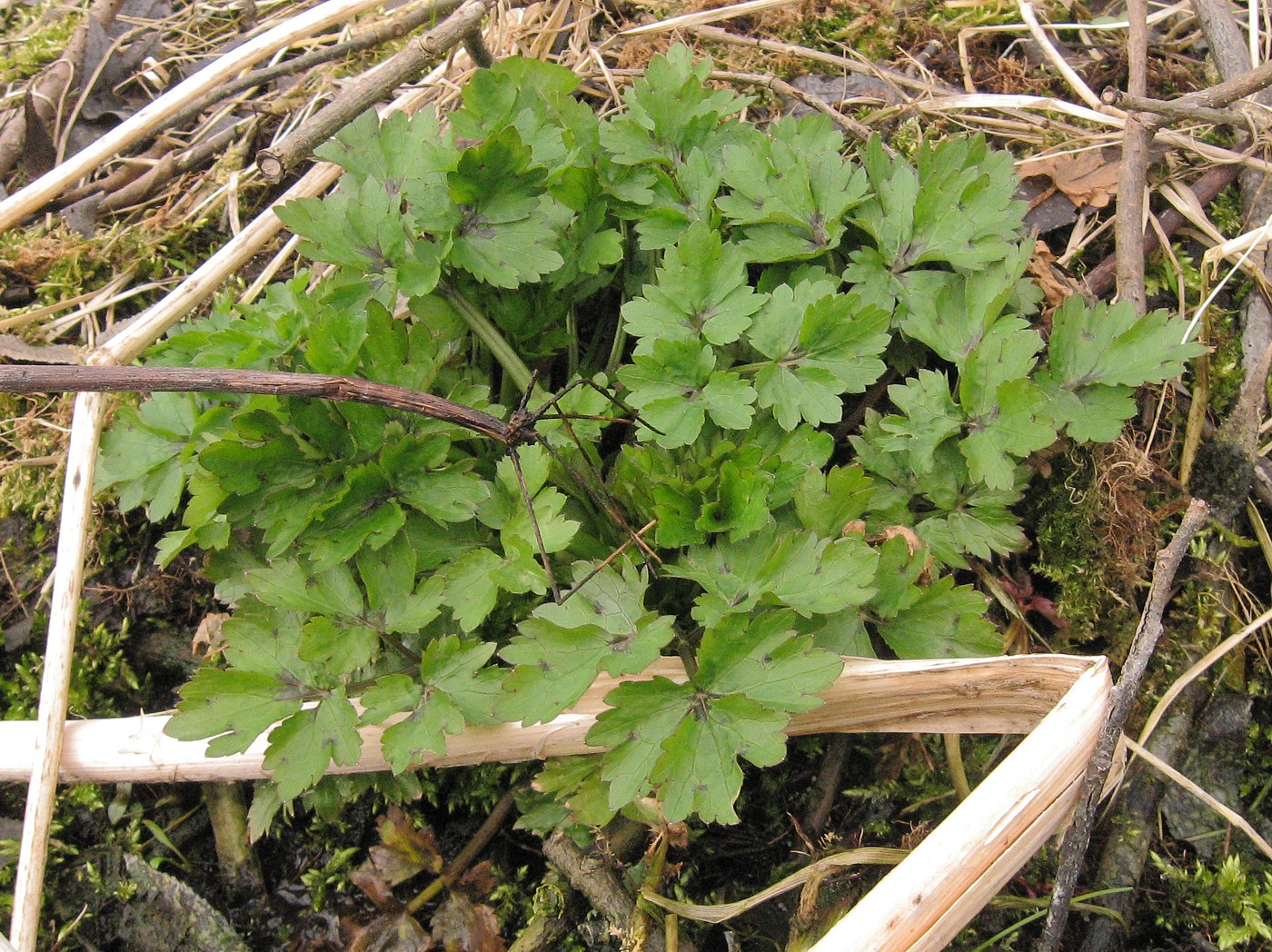 Изображение особи Ranunculus repens.