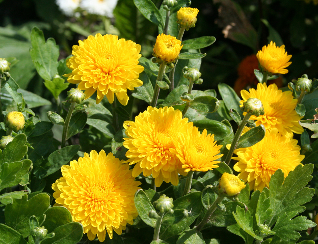 Image of Chrysanthemum indicum specimen.