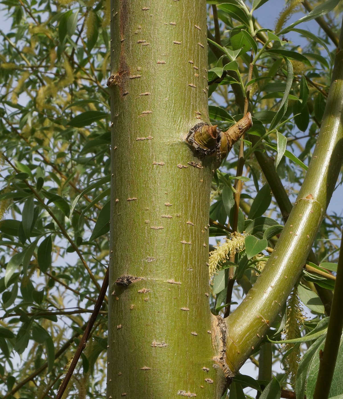 Image of Salix excelsa specimen.