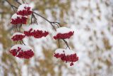 Sorbus aucuparia