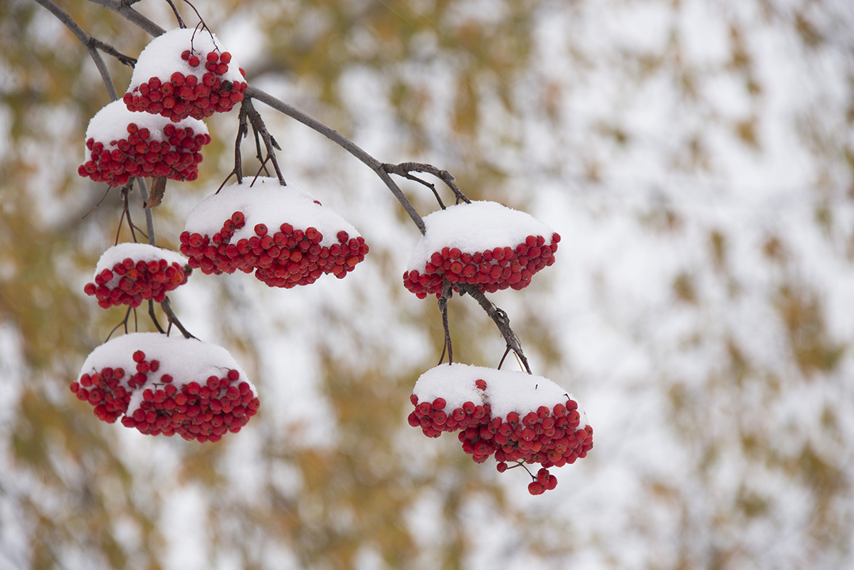 Image of Sorbus aucuparia specimen.