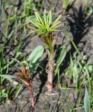 Chamaenerion angustifolium. Молодые побеги. Иркутская обл., Иркутский р-н, окр. с. Смоленщина. 14.05.2015.