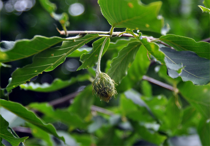 Изображение особи Fagus orientalis.