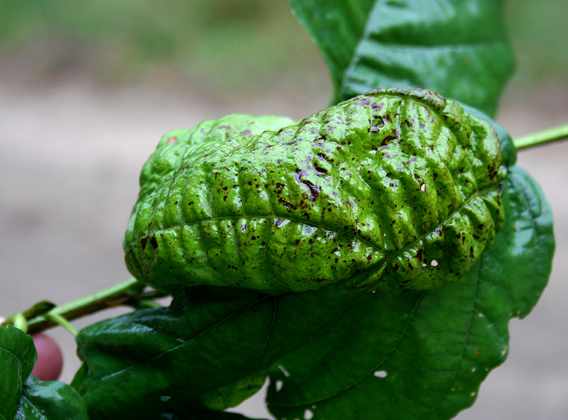 Изображение особи Alnus glutinosa.