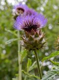 Cynara cardunculus