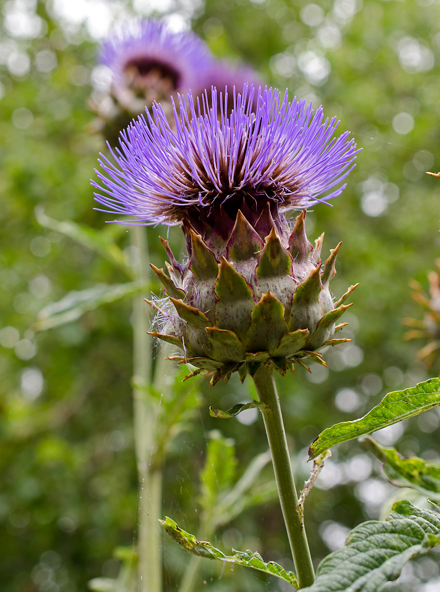 Изображение особи Cynara cardunculus.