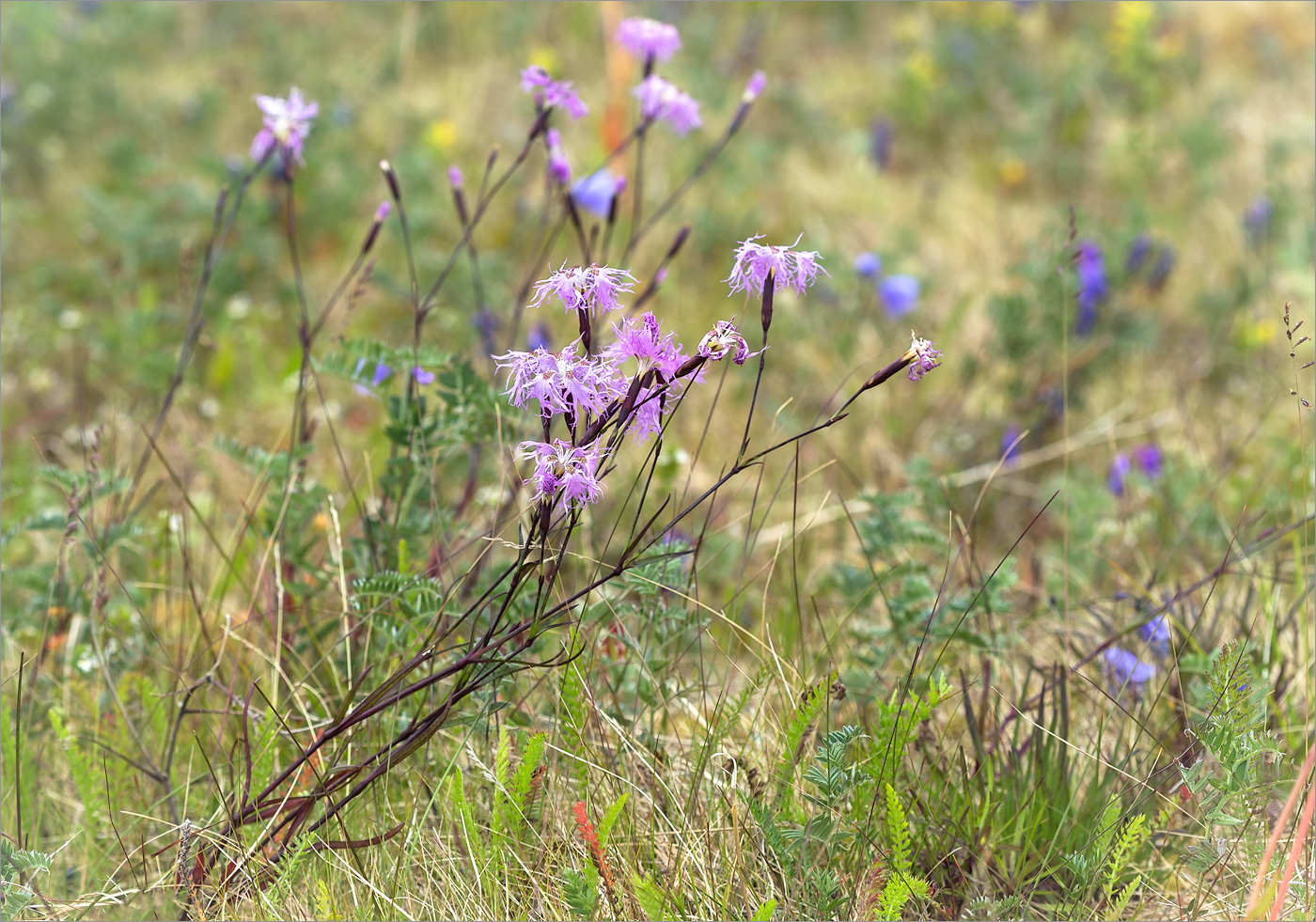 Изображение особи Dianthus superbus.