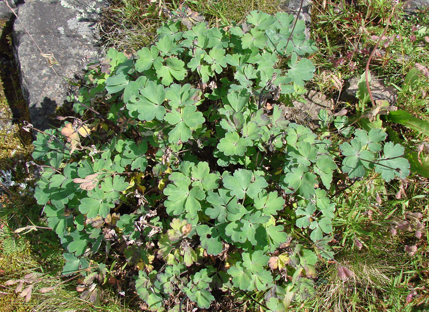 Image of Aquilegia amurensis specimen.