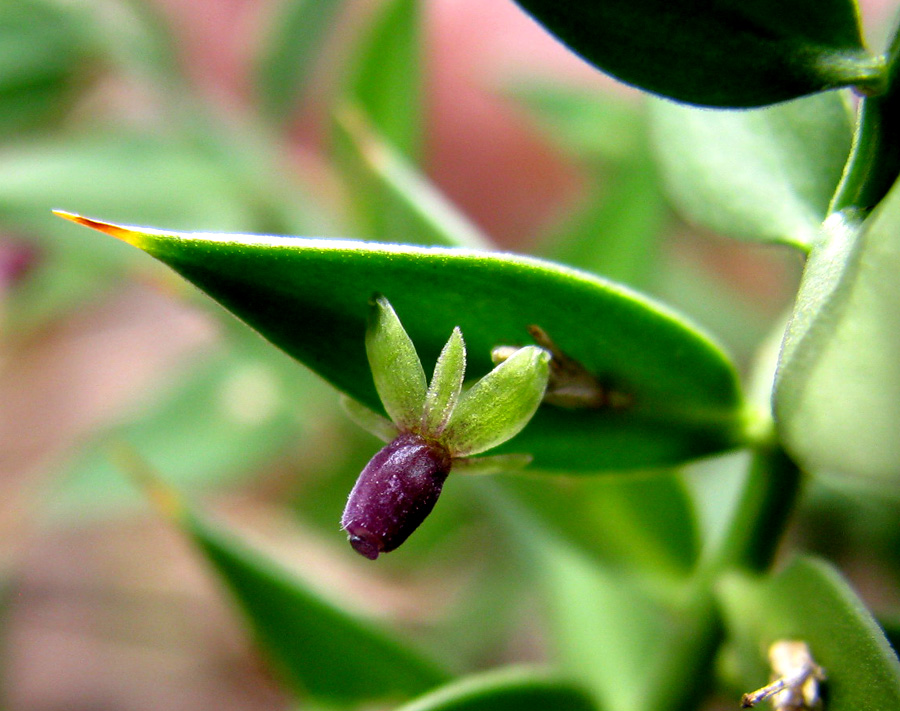 Изображение особи Ruscus aculeatus.