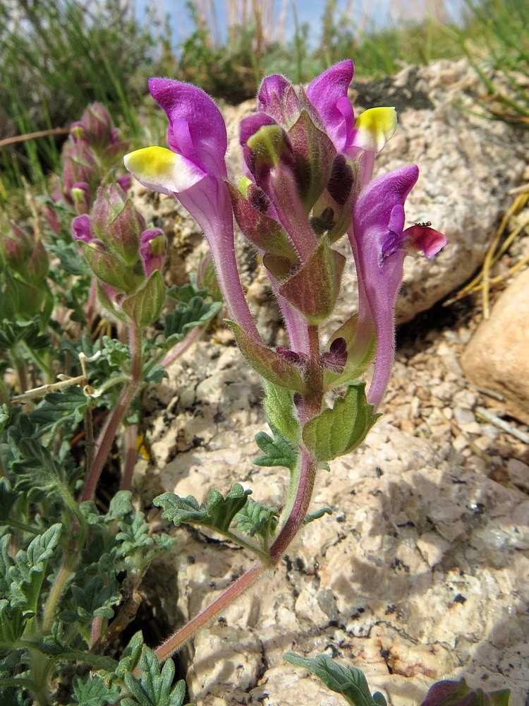 Image of Scutellaria turgaica specimen.