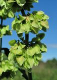 Rumex longifolius