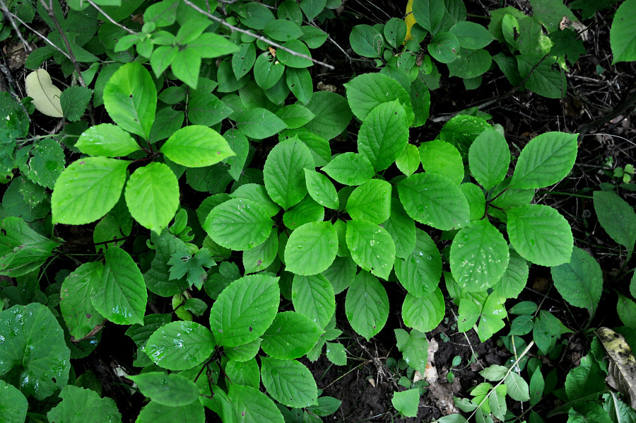 Image of Schisandra chinensis specimen.