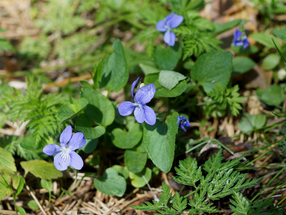 Image of Viola canina specimen.