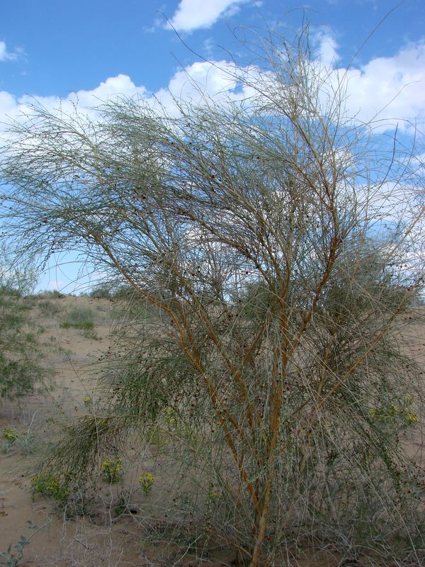 Image of Eremosparton aphyllum specimen.