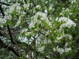 genus Pyrus